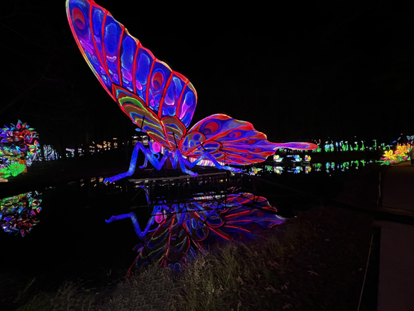 Big Butterfly with reflection in wate