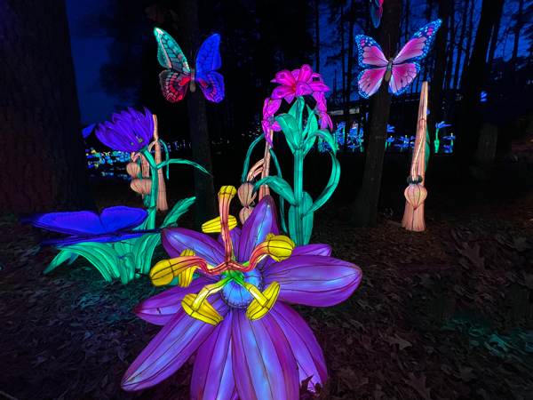 butterfly and butterflies