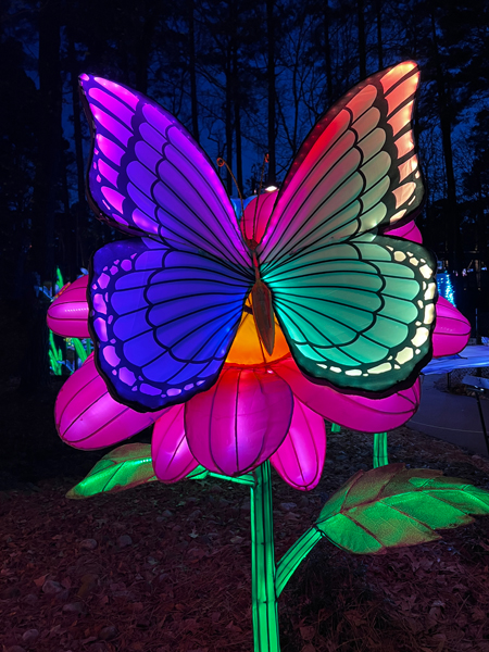Butterfly on a flower