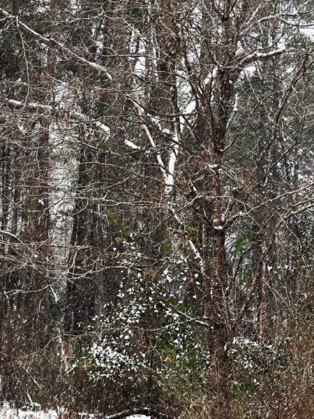 snow in the trees
