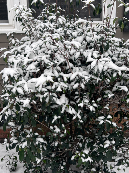 snow covered bush