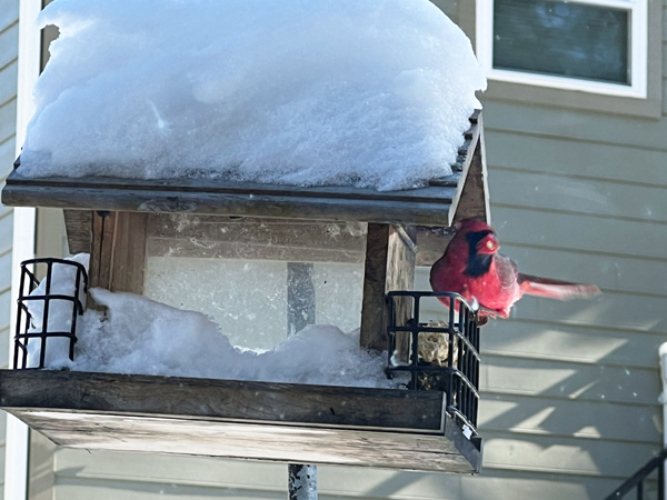 bird and bridhouse