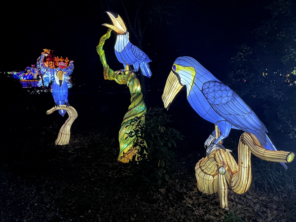 birds