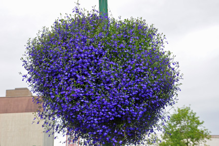 Alaska's state flower - the forget-me-not