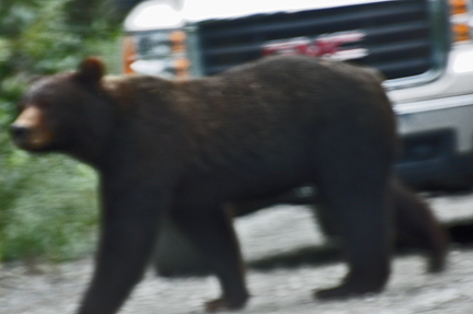 bear #3 walks away