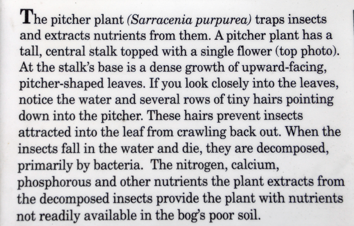 sign about the pitcher plant