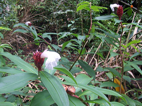 flowers in Limon