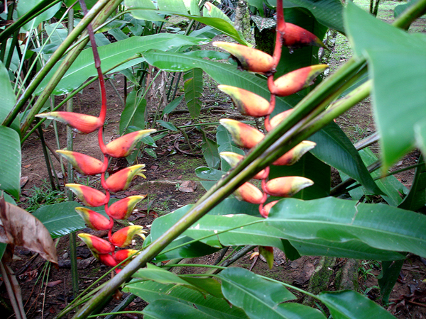 flowers in Limon