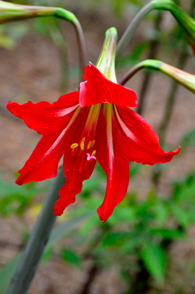 Flower at Glencairn Garden