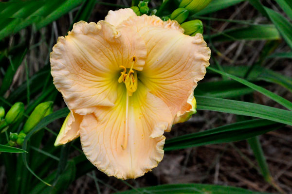 Flower at Glencairn Garden