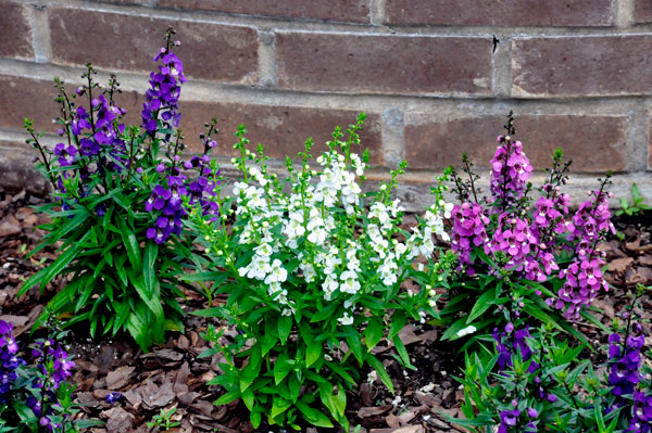 Flowers at Glencairn Garden
