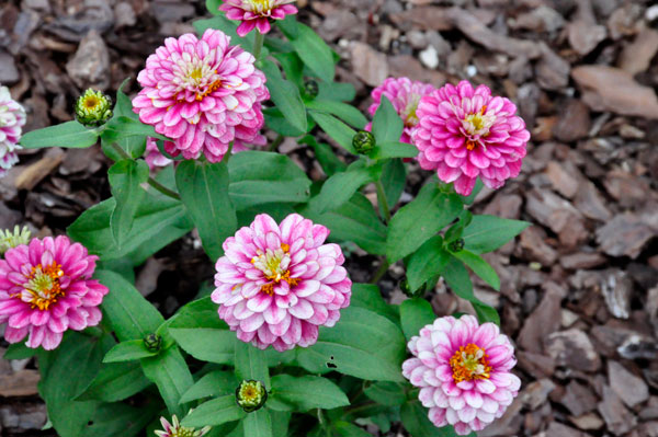 Flowers at Glencairn Garden