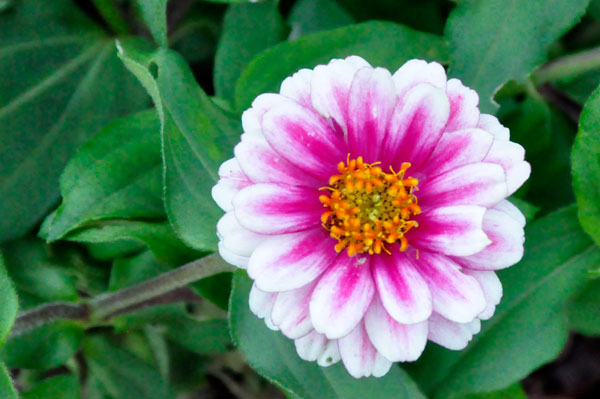 Flower at Glencairn Garden