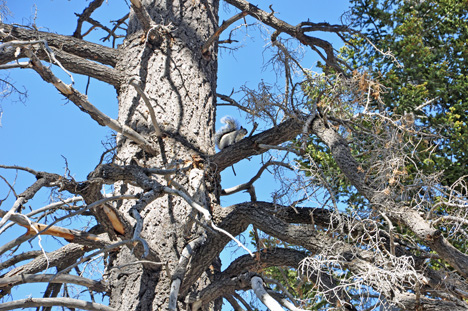 a squirrel in a tree