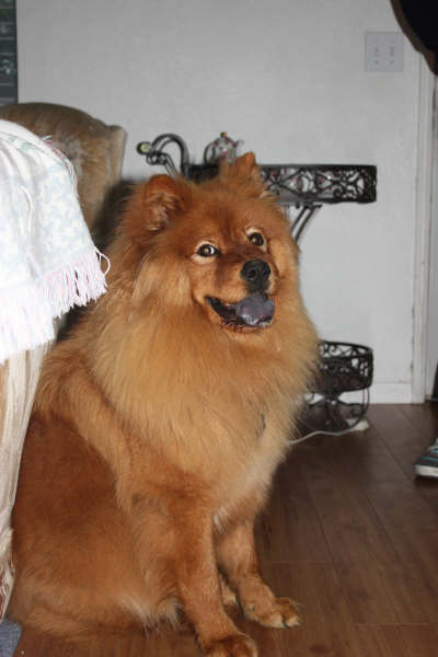 chewy the chow
