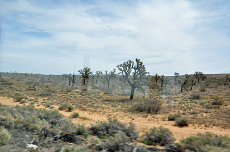 cacti